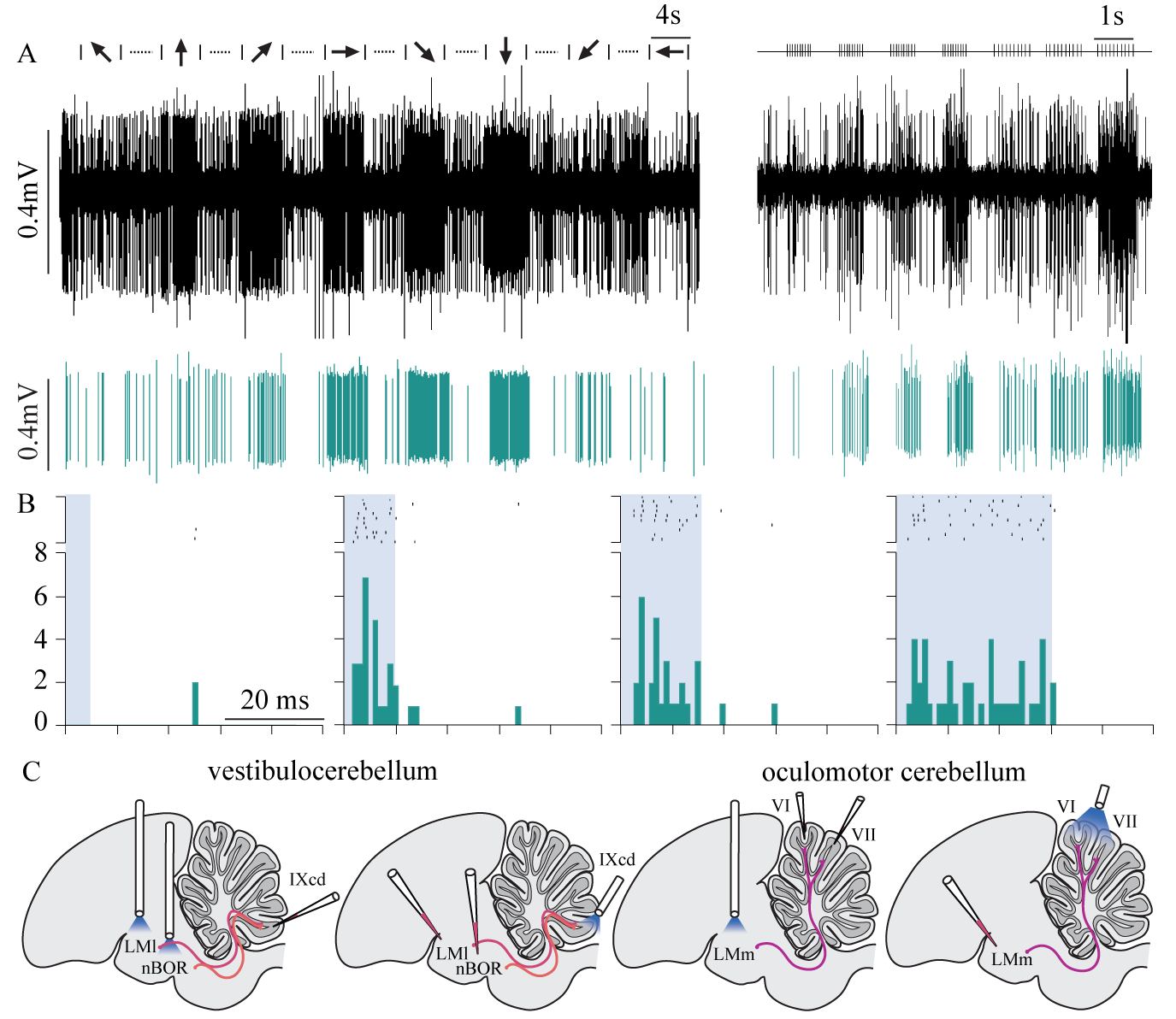 multi-unit recording figure during visual stimulus and laser stimulus of optogenetically manipulated LM neurons in a zebra finch
